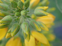 Lysimachia vulgaris