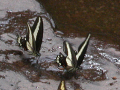 Heraclides hectorides