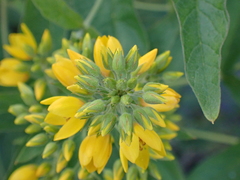 Lysimachia vulgaris