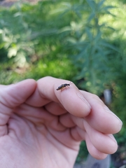 Trypherus frisoni