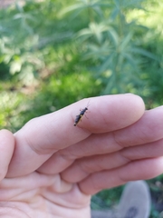 Trypherus frisoni