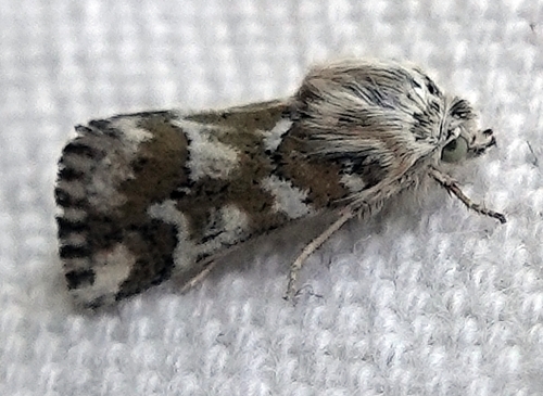 Mead's Flower Moth photo 4