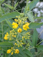 Lysimachia vulgaris