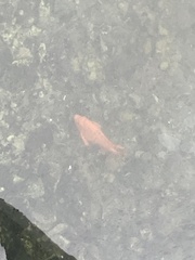 Hypsypops rubicundus