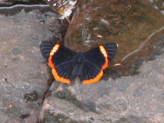 Riodina lycisca