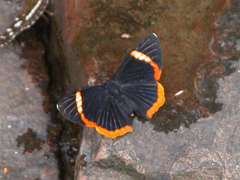 Riodina lycisca