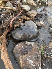 Kinosternon integrum