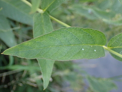 Lysimachia vulgaris