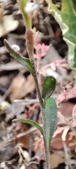 Iberis pectinata
