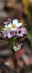 Iberis pectinata