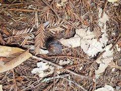 Monadenia infumata