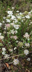 Iberis pectinata