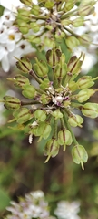 Iberis pectinata