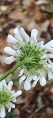 Iberis pectinata