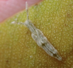 Elysia cornigera