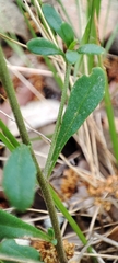Iberis pectinata