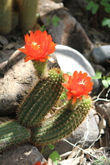 Trichocereus huascha