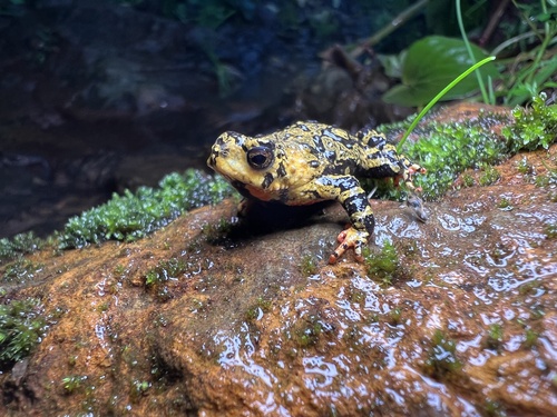 Melanophryniscus spectabilis