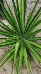 Agave