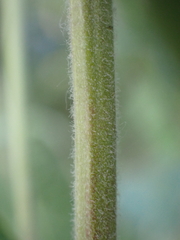 Lysimachia vulgaris