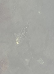 Paralabrax clathratus