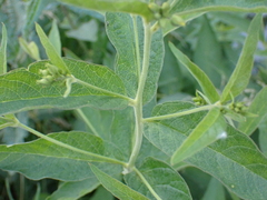 Lysimachia vulgaris