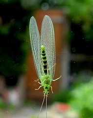 Pseudomallada ventralis