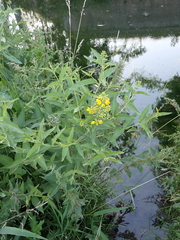 Lysimachia vulgaris