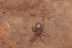Steatoda punctulata
