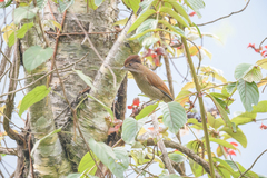 Grammatoptila striata