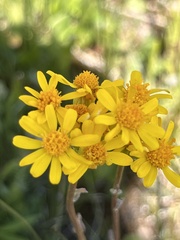 Packera pseudaurea