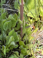 Packera pseudaurea