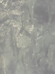 Girella nigricans
