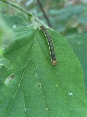 Erannis tiliaria