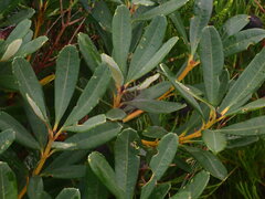 Banksia paludosa