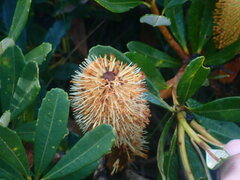 Banksia paludosa