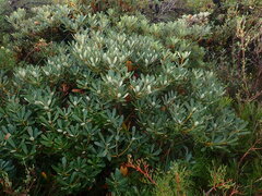Banksia paludosa