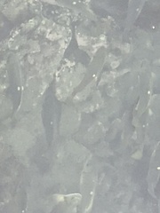 Girella nigricans