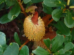 Banksia paludosa