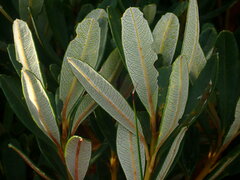 Banksia paludosa