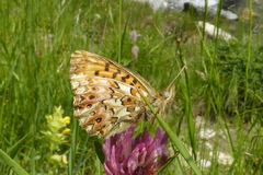 Boloria titania