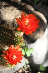 Trichocereus huascha