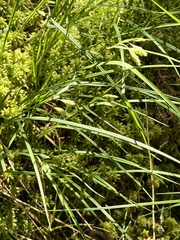Carex tuckermanii