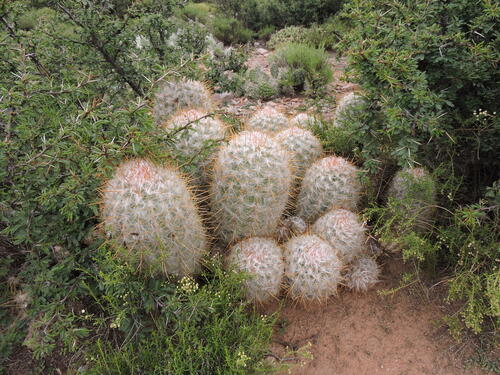 Image of Oreocereus trollii by no rights reserved