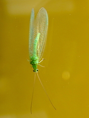 Pseudomallada ventralis