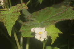 Begonia gracilis