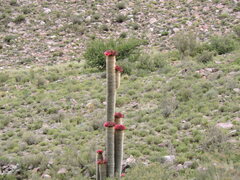 Trichocereus tarijensis
