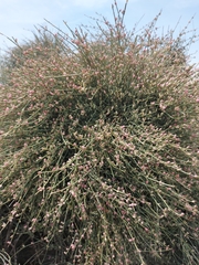 Ephedra fragilis