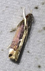 Chaliniastis astrapaea