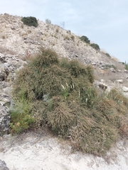 Ephedra fragilis